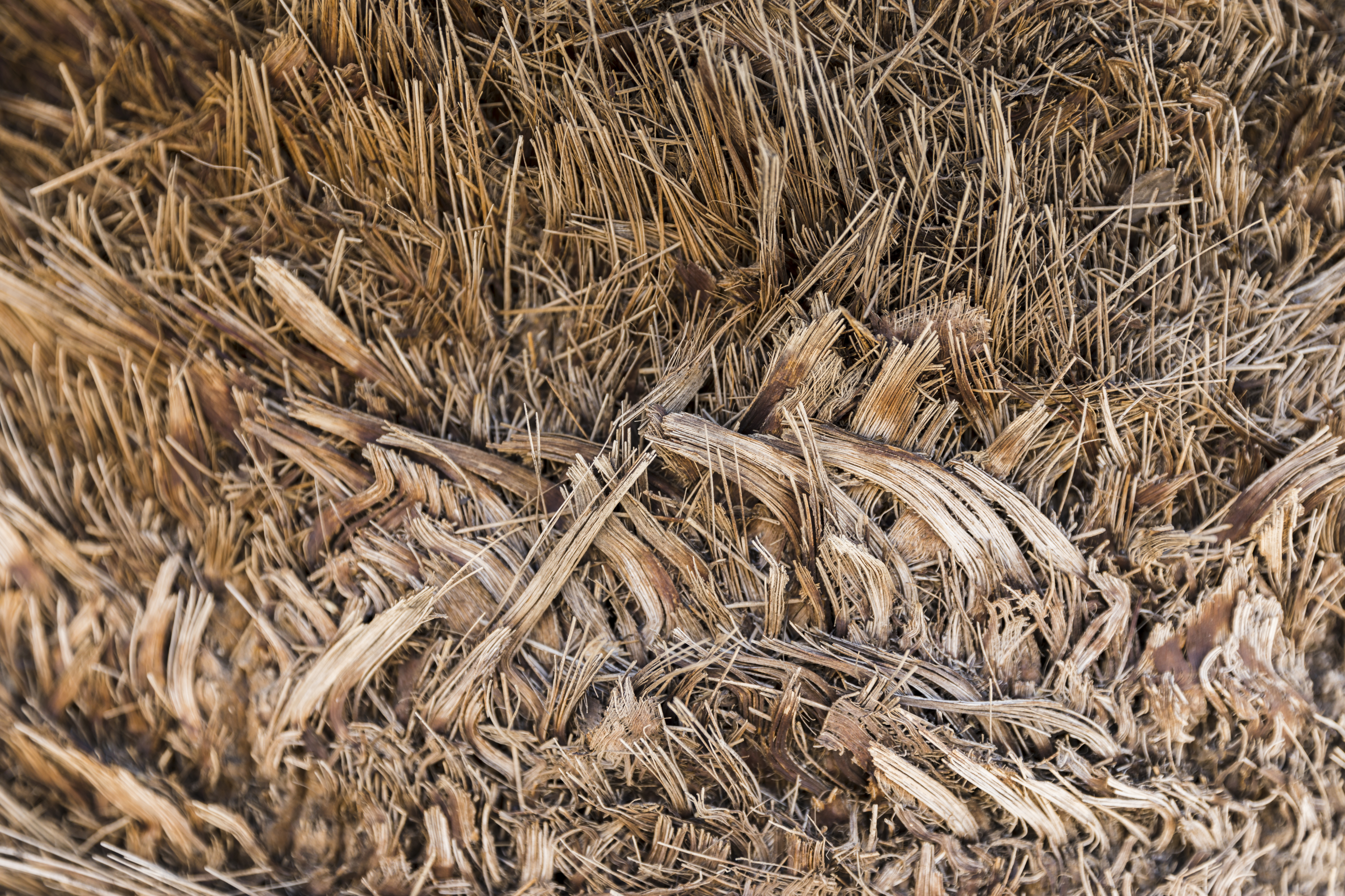 Close-up of hemp hurd chips showing pale woody inner core material
